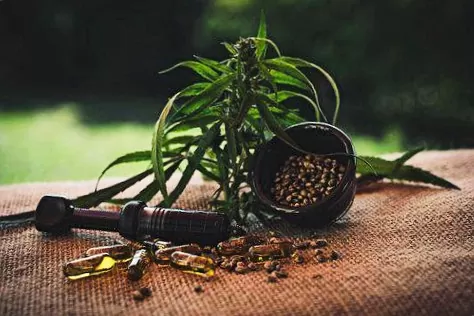 Natural and pure CBD plants